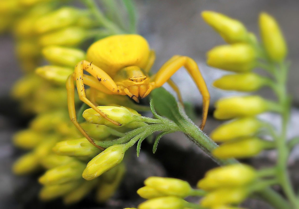 White-banded crab spider The pattern of markings on females is variable and the overall colour of this spider can change between white and yellow dependent on the colour of the surroundings. <br />
<br />
The common name refers to the white line that runs through the plane of their eyes.<br />
<br />
Female 10 mm body length Araneae,Geotagged,Misumenoides formosipes,Summer,Thomisidae,United States,White-banded Crab Spider,arachnid,arthropod,fauna,invertebrate,macro,pennsylvania,white-banded crab spider,yellow spider
