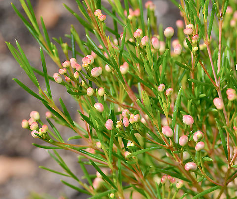 Australian waxflower in bud Plants of the genus Chamelaucium range in growth from 15 cm to 3 m in height. The best known one is Geraldton wax flower, a native shrub growing to around 2 m in height, endemic to south western Western Australia.

Each flower will be just 10 mm diameter. Australia,Chamelaucium uncinatum,Flora,Geotagged,Geraldton wax,Myrtaceae,Myrtales,Winter,botany,macro,new south wales,waxflower