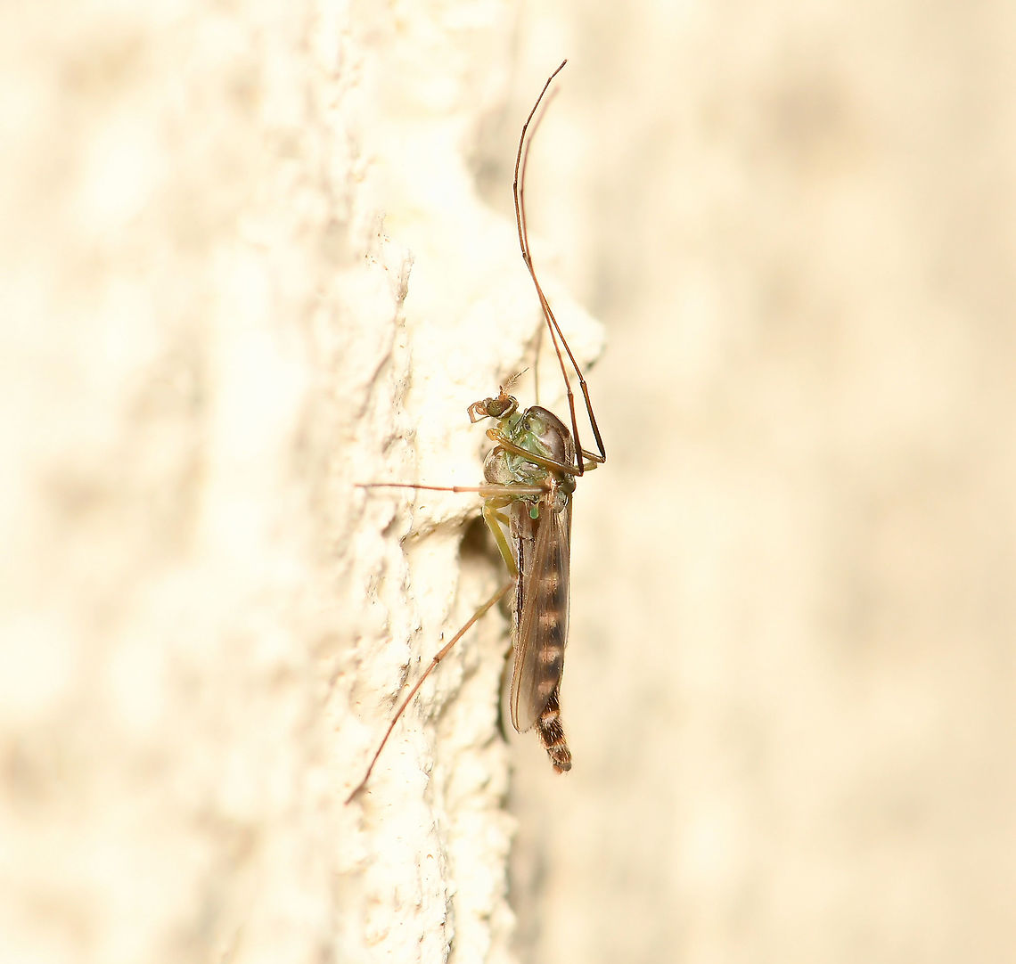 Chironomid midge Hundreds of these appeared in my house porch this morning, perhaps sheltering from the heavy winds. I wonder if the recent small rise in day time temps has anything to do with their mass appearance.<br />
<br />
Many species in this family superficially resemble mosquitoes, but they lack the wing scales and elongated mouthparts.<br />
<br />
Body length 6 mm Australia,Chironomidae,Chironominae,Diptera,Geotagged,Winter,arthropod,fauna,insect,invertebrate,macro,new south wales,non-biting midge
