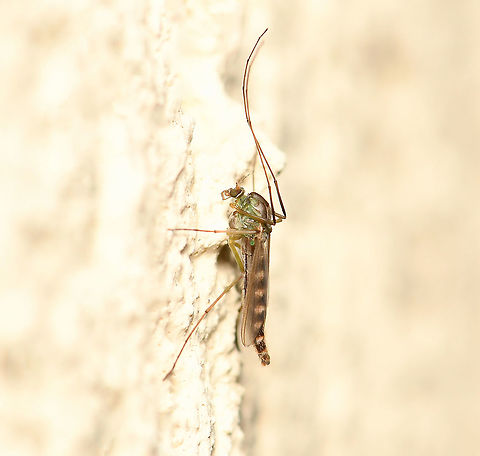 Chironomid midge Hundreds of these appeared in my house porch this morning, perhaps sheltering from the heavy winds. I wonder if the recent small rise in day time temps has anything to do with their mass appearance.

Many species in this family superficially resemble mosquitoes, but they lack the wing scales and elongated mouthparts.

Body length 6 mm Australia,Chironomidae,Chironominae,Diptera,Geotagged,Winter,arthropod,fauna,insect,invertebrate,macro,new south wales,non-biting midge