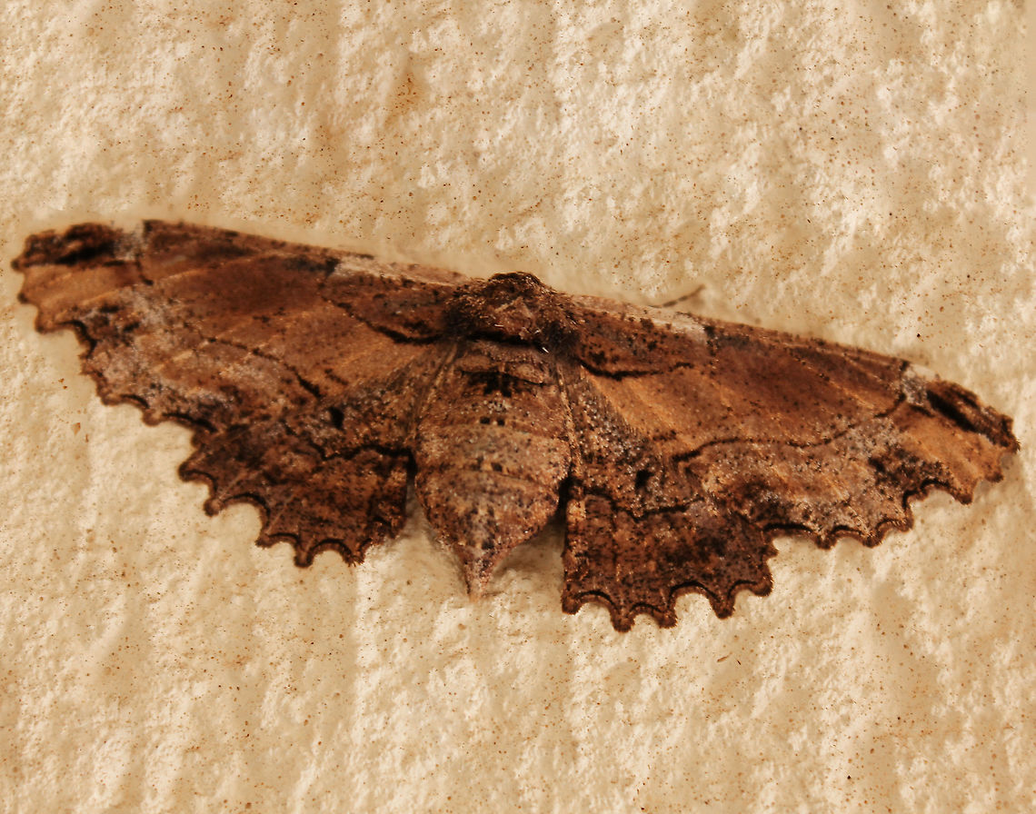 Pholodes sinistraria Commonly known as sinister moth or frilled bark moth. Native to the eastern areas of this country. Seen sheltering from strong winds, very high up within my house porch.<br />
<br />
Adult female wingspan 60 mm<br />
 Australia,Geometridae,Geotagged,Lepidoptera,Moth Week 2021,Pholodes sinistraria,Sinister moth,Winter,arthropod,fauna,frilled bark moth,insect,invertebrate,new south wales,sinister moth