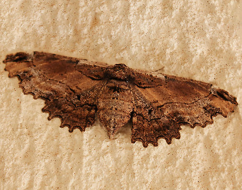 Pholodes sinistraria Commonly known as sinister moth or frilled bark moth. Native to the eastern areas of this country. Seen sheltering from strong winds, very high up within my house porch.

Adult female wingspan 60 mm
 Australia,Geometridae,Geotagged,Lepidoptera,Moth Week 2021,Pholodes sinistraria,Sinister moth,Winter,arthropod,fauna,frilled bark moth,insect,invertebrate,new south wales,sinister moth