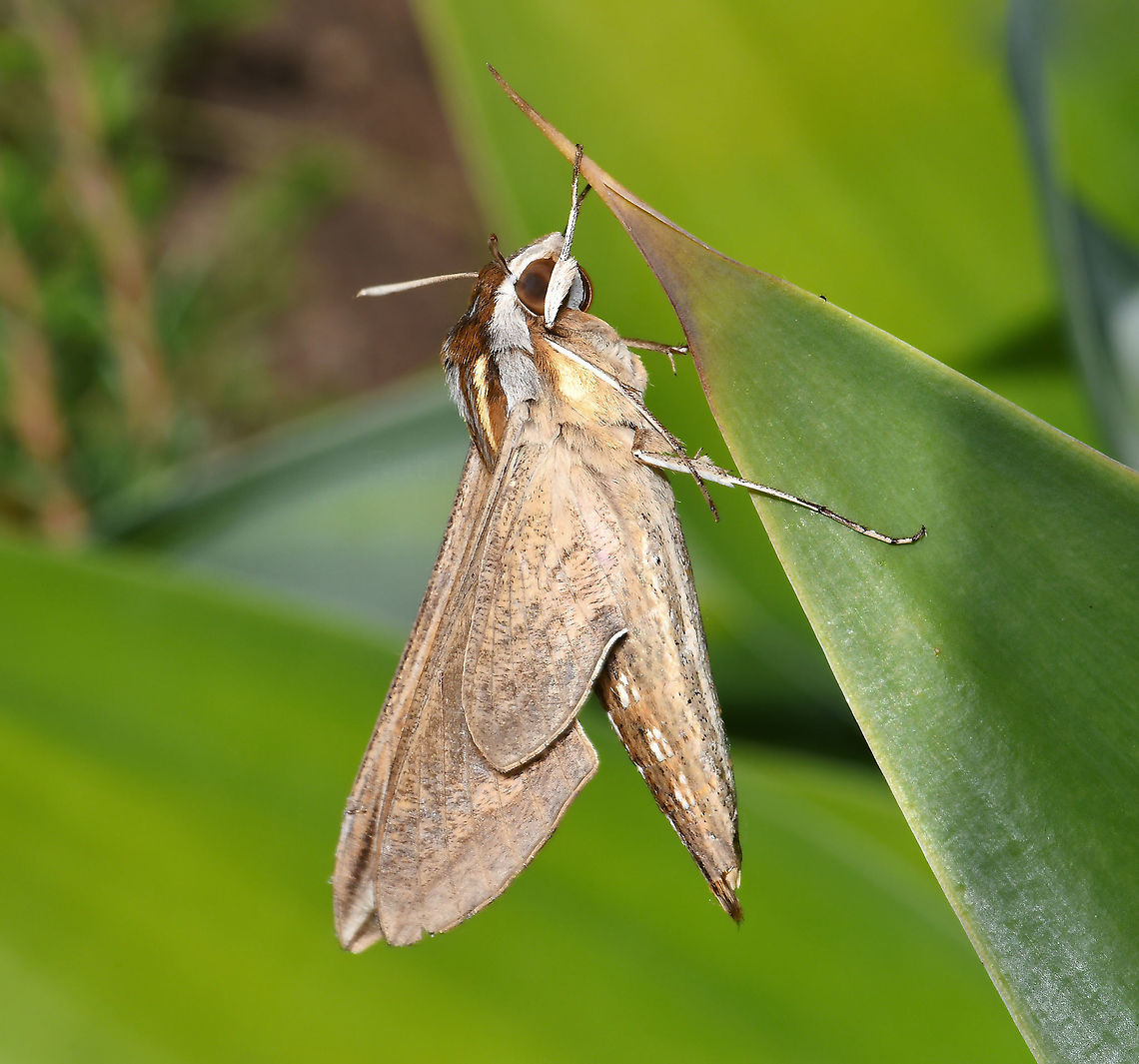 Silver-striped hawk moth lateral On a cold winter morning, this beautiful silver-striped hawk moth was a sight to behold. I stayed with it for 25 minutes watching it alternate between being at rest, then vibrating its wings - and what was really great to see was the increased speed by which it did that, as the minutes passed and it gradually became warmer. This pre-flight thermoregulation involves the muscles being contracted to create only a minimal amount of wing movement, which produces as much heat as possible to elevate thoracic temperatures to flight-levels. Eventually, it flew off.<br />
<br />
Larvae of Hippotion celerio enjoy grapevine (Vitis sp.) hence the other common name of vine moth. I read that other host plants include Epilobium (willowherb), Fuchsia, Parthenocissus (Virginia creeper) and other related vines such as Cissus.<br />
<br />
Seen here on native prostrate Hibbertia sp. Some blur from the highspeed wing vibration can be seen in this lateral shot at the tip of the wings. <br />
<br />
Wingspan 6 cm<br />
<br />
<figure class="photo"><a href="https://www.jungledragon.com/image/117829/silver-striped_hawk_moth.html" title="Silver-striped hawk moth"><img src="https://s3.amazonaws.com/media.jungledragon.com/images/3314/117829_thumb.jpg?AWSAccessKeyId=05GMT0V3GWVNE7GGM1R2&Expires=1767225610&Signature=LiczZ8XNZvsEVcNGe27JgPupTSg%3D" width="144" height="152" alt="Silver-striped hawk moth On a cold winter morning, this beautiful silver-striped hawk moth was a sight to behold. I stayed with it for 25 minutes watching it alternate between being at rest, then vibrating its wings - and what was really great to see was the increased speed by which it did that, as the minutes passed and it gradually became warmer. This pre-flight thermoregulation involves the muscles being contracted to create only a minimal amount of wing movement, which produces as much heat as possible to elevate thoracic temperatures to flight-levels. Eventually, it flew off.<br />
                                        <br />
Larvae of Hippotion celerio enjoy grapevine (Vitis sp.) hence the other common name of vine moth. I read that other host plants include Epilobium (willowherb), Fuchsia, Parthenocissus (Virginia creeper) and other related vines such as Cissus.  <br />
<br />
Seen here on native prostrate Hibbertia sp. <br />
<br />
Wingspan 6 cm<br />
<br />
https://www.jungledragon.com/image/118605/silver-striped_hawk_moth_lateral.html Australia,Geotagged,Hippotion celerio,Lepidoptera,Macro,Silver-striped hawk-moth,Sphingidae,Winter,arthropod,fauna,insect,invertebrate,vine hawk moth" /></a></figure> Australia,Geotagged,Hippotion celerio,Lepidoptera,Moth Week 2021,Silver-striped hawk-moth,Sphingidae,Winter,arthropod,fauna,insect,invertebrate,macro,silver-striped hawk moth,vine hawk moth