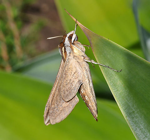 Silver-striped hawk moth lateral On a cold winter morning, this beautiful silver-striped hawk moth was a sight to behold. I stayed with it for 25 minutes watching it alternate between being at rest, then vibrating its wings - and what was really great to see was the increased speed by which it did that, as the minutes passed and it gradually became warmer. This pre-flight thermoregulation involves the muscles being contracted to create only a minimal amount of wing movement, which produces as much heat as possible to elevate thoracic temperatures to flight-levels. Eventually, it flew off.

Larvae of Hippotion celerio enjoy grapevine (Vitis sp.) hence the other common name of vine moth. I read that other host plants include Epilobium (willowherb), Fuchsia, Parthenocissus (Virginia creeper) and other related vines such as Cissus.

Seen here on native prostrate Hibbertia sp. Some blur from the highspeed wing vibration can be seen in this lateral shot at the tip of the wings. 

Wingspan 6 cm

https://www.jungledragon.com/image/117829/silver-striped_hawk_moth.html Australia,Geotagged,Hippotion celerio,Lepidoptera,Moth Week 2021,Silver-striped hawk-moth,Sphingidae,Winter,arthropod,fauna,insect,invertebrate,macro,silver-striped hawk moth,vine hawk moth
