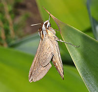 Silver-striped hawk moth lateral On a cold winter morning, this beautiful silver-striped hawk moth was a sight to behold. I stayed with it for 25 minutes watching it alternate between being at rest, then vibrating its wings - and what was really great to see was the increased speed by which it did that, as the minutes passed and it gradually became warmer. This pre-flight thermoregulation involves the muscles being contracted to create only a minimal amount of wing movement, which produces as much heat as possible to elevate thoracic temperatures to flight-levels. Eventually, it flew off.<br />
<br />
Larvae of Hippotion celerio enjoy grapevine (Vitis sp.) hence the other common name of vine moth. I read that other host plants include Epilobium (willowherb), Fuchsia, Parthenocissus (Virginia creeper) and other related vines such as Cissus.<br />
<br />
Seen here on native prostrate Hibbertia sp. Some blur from the highspeed wing vibration can be seen in this lateral shot at the tip of the wings. <br />
<br />
Wingspan 6 cm<br />
<br />
https://www.jungledragon.com/image/117829/silver-striped_hawk_moth.html Australia,Geotagged,Hippotion celerio,Lepidoptera,Moth Week 2021,Silver-striped hawk-moth,Sphingidae,Winter,arthropod,fauna,insect,invertebrate,macro,silver-striped hawk moth,vine hawk moth