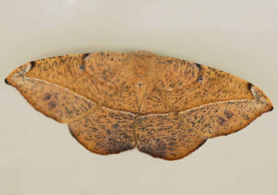 Juniper twig geometer I  hope there&#039;s enough detail here. This moth was at a difficult angle, very high up on the outside of a building, right under the eaves. <br />
And I believe this ID is correct, any input most welcome. <br />
<br />
Wingspan 35 mm Fall,Geometridae,Geotagged,Juniper-Twig Geometer,Juniper-twig geometer,Lepidoptera,Moth Week 2021,Patalene olyzonaria,United States,arthropod,autumn,insect,invertebrate,pennsylvania