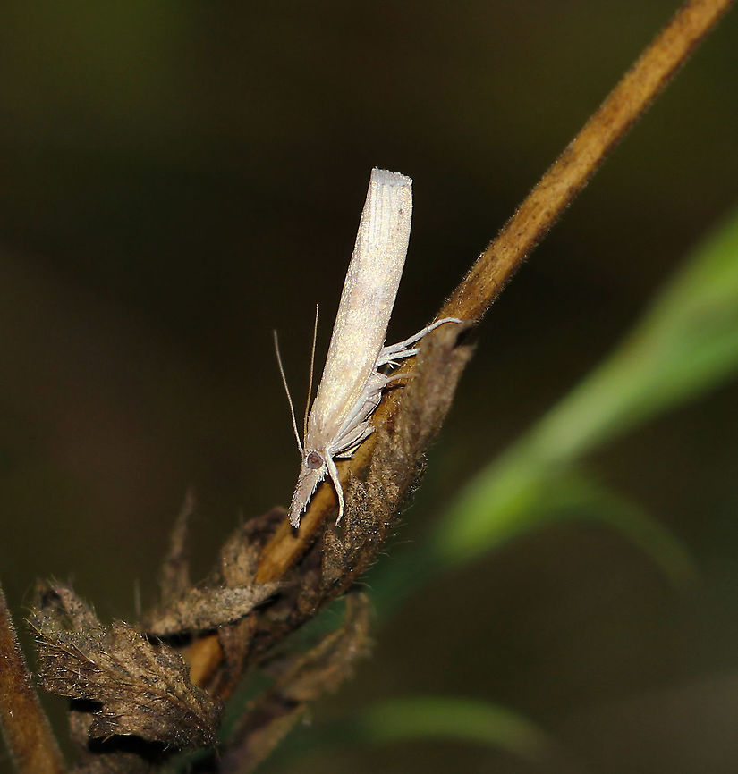 Crambid sp. snout moth I believe this might be within sub-family Crambinae, the grass-veneers and allies. Any advice and input welcome!  Crambidae,Crambinae,Geotagged,Lepidoptera,Moth Week 2021,Snout Moth,Summer,United States,arthropod,fauna,insect,invertebrate,macro,pennsylvania