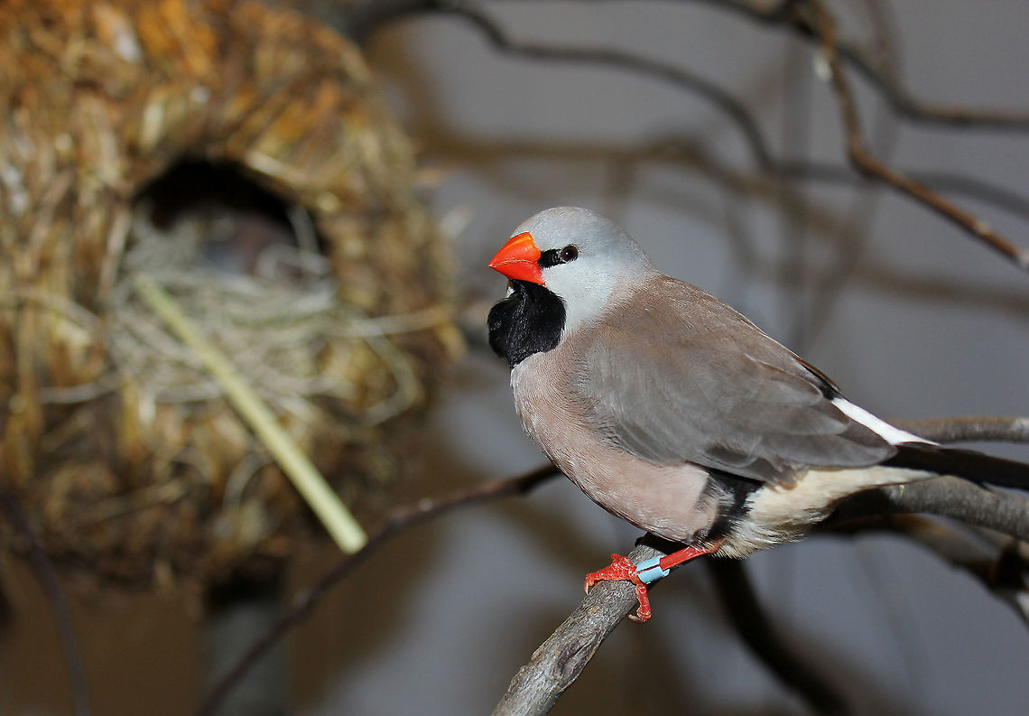 Australian long-tailed finch Seen at Taronga Zoo, Sydney, native to the north of this country. There are two sub-species of long tailed grass finch - the red billed which is on the eastern side of the population and the yellow billed which inhabits west and north of the population range.  They always stay close to permanent water within open grasslands.<br />
<br />
Seen behind in this shot is a nest structure. <br />
<br />
15 cm in length. <br />
 Australia,Estrildidae,Geotagged,Long-tailed Finch,Passeriformes,Poephila acuticauda,Summer,fauna,new south wales,vertebrate