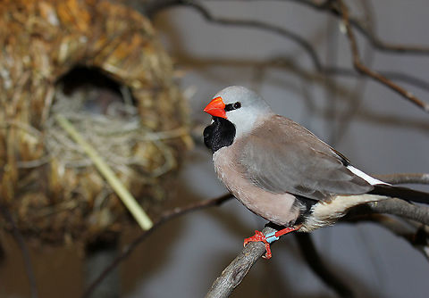Australian long-tailed finch Seen at Taronga Zoo, Sydney, native to the north of this country. There are two sub-species of long tailed grass finch - the red billed which is on the eastern side of the population and the yellow billed which inhabits west and north of the population range.  They always stay close to permanent water within open grasslands.

Seen behind in this shot is a nest structure. 

15 cm in length. 
 Australia,Estrildidae,Geotagged,Long-tailed Finch,Passeriformes,Poephila acuticauda,Summer,fauna,new south wales,vertebrate
