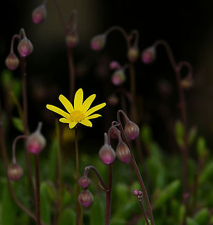 Othonna capensis succulent flower and buds Plants within genus Othonna are African and most closely related to Senecio succulents like string of pearls (Senecio rowleyanus). In a natural setting, this is a ground trailing plant with small green succulent leaves that look like tiny cucumbers - hence the common name of 'little pickles'. I have mine trailing down from a hanging basket. If happily stressed, the leaves turn a purplish red. These tiny yellow flowers appear during the southern winter. 

Grows to around 30 cm in height and up to 1 m in width. Flowers are no more than 10 mm in diameter.  Asteraceae,Asterales,Australia,Crassothonna capensis,Flora,Geotagged,Little pickles,Othonna capensis,Succulent,Winter,botany,macro,new south wales,yellow flower