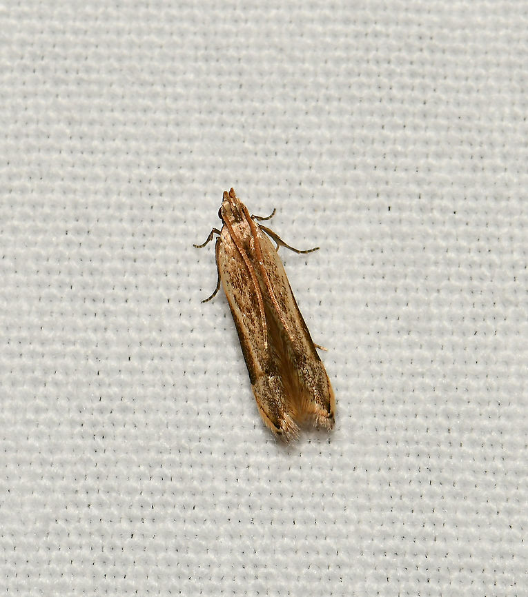 Symbolistis argyromitra Update October 2021: this has been identified by a Lepidopterist here in Australia. <br />
<br />
10 mm length Australia,Gelechiidae,Geotagged,Lepidoptera,Moth Week 2021,Symbolistis argyromitra,Winter,arthropod,fauna,insect,invertebrate,macro,new south wales,twirler moth