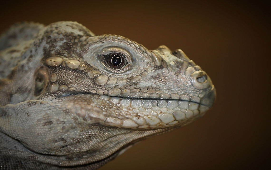 Rhino iguana portrait Rhinoceros iguanas are large lizards that can grow up to 130 cm in length and weigh up to 4.5 kg. They are native to the Caribbean Island of Hispaniola.<br />
<br />
Their common name is given for the bony plated pseudo-horn that grows from their snouts. The texture and detail on their skin is incredible. <br />
<br />
This character is a long time companion to a lady I met who was attending the same reptile show as me. Our paths crossed in the women's wash room - imagine my surprise upon leaving the cubicle to see a lady at the sink with him draped around her shoulders! He was an impressive size.  Cyclura cornuta,Fall,Geotagged,Iguanidae,Rhinoceros iguana,Squamata,United States,fauna,pennsylvania,vertebrate
