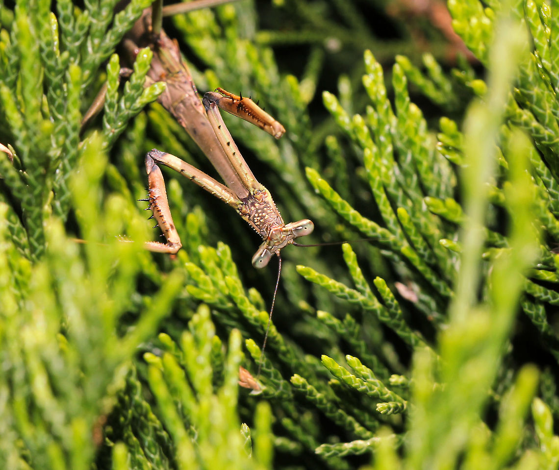 G'day from Down Under This curious stick mantis popped out of the foliage to investigate me. Also commonly known as stick mantis and large brown mantis.<br />
<br />
 Archimantis latistyla,Australia,Geotagged,Large brown mantis,Mantidae,Mantodea,Spring,Stick Mantis,arthropod,bunny mantis,fauna,insect,invertebrate,macro,new south wales,stick mantis