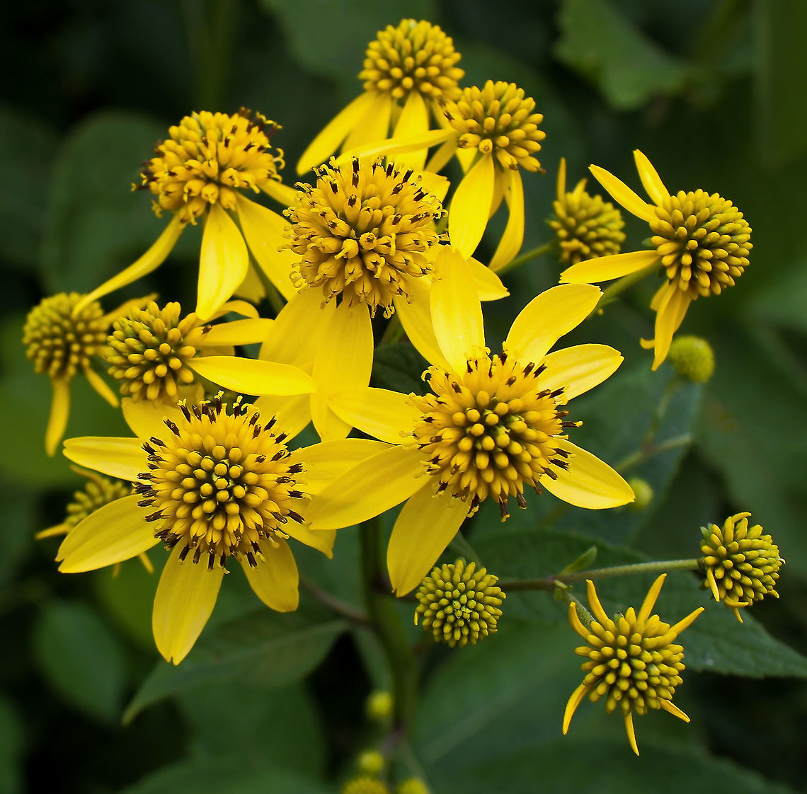 Wingstem Native to North America, wingstem is a perennial capable of reaching 1.8 m in height and most attractive to insects and birds. The flowers are around 3.5 cm in width. <br />
<br />
Also commonly called yellow ironweed.  Fall,Geotagged,United States,Verbesina alternifolia,Wingstem,autumn,botany,flora,pennsylvania,wingstem,yellow flowers,yellow ironweed