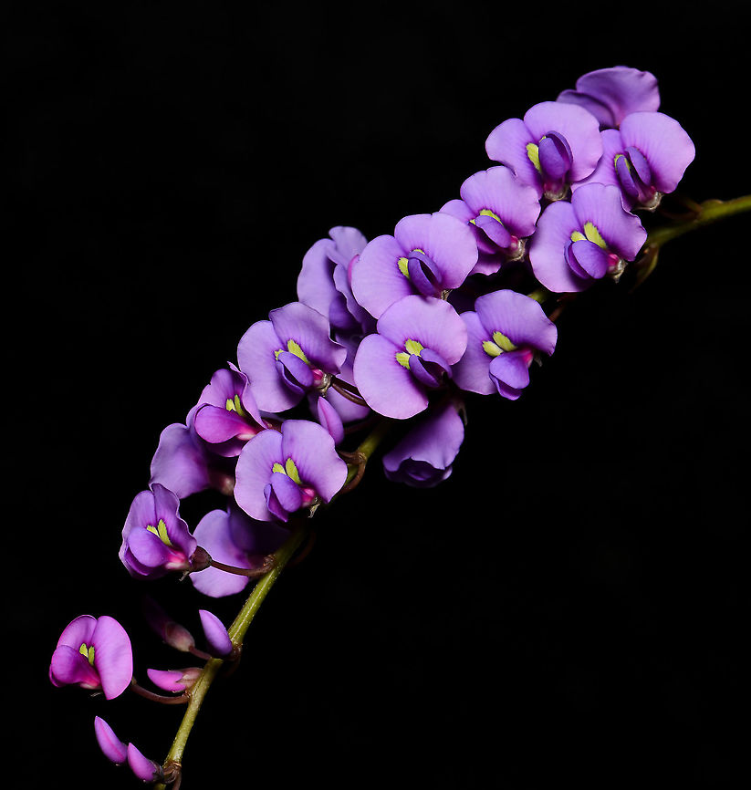 Australian purple coral pea Hardenbergia is a small genus of three species, the most common and best known of which is Hardenbergia violacea.                              This is a widespread species occurring here in New South Wales, also Queensland, Victoria, Tasmania and South Australia. Occurs in a variety of habitats, usually in open forest/woodland and sometimes in heath. <br />
<br />
Presenting as a climbing plant whose branches twist around the stems of other plants but it rarely covers other plants so extensively as to cause damage. The leaves are dark, flat, glossy green and lanceolate, 75 to 100 mm in length. The flowers, which appear in late winter and spring, are usually violet in colour but pink, white and other colours are sometimes found. The flowers are the typical &#039;pea&#039; shape seen in plants within family Fabaceae.  <br />
<br />
Each tiny flower measures just 7 mm in diameter. Photographed in natural setting. <br />
<br />
<figure class="photo"><a href="https://www.jungledragon.com/image/119801/australian_purple_coral_pea.html" title="Australian purple coral pea"><img src="https://s3.amazonaws.com/media.jungledragon.com/images/3314/119801_thumb.jpg?AWSAccessKeyId=05GMT0V3GWVNE7GGM1R2&Expires=1759968010&Signature=OkbKmHvbudrSU%2BH7rXv%2FnYjyp%2BA%3D" width="200" height="130" alt="Australian purple coral pea Hardenbergia is a small genus of three species, the most common and best known of which is Hardenbergia violacea. This is a widespread species occurring here in New South Wales, also Queensland, Victoria, Tasmania and South Australia. Occurs in a variety of habitats, usually in open forest/woodland and sometimes in heath.<br />
<br />
Presenting as a climbing plant whose branches twist around the stems of other plants but it rarely covers other plants so extensively as to cause damage. The leaves are dark, flat, glossy green and lanceolate, 75 to 100 mm in length. The flowers, which appear in late winter and spring, are usually violet in colour but pink, white and other colours are sometimes found. The flowers are the typical &#039;pea&#039; shape seen in plants within family Faboideae.<br />
<br />
Each tiny flower measures just 7 mm in diameter. <br />
<br />
https://www.jungledragon.com/image/119326/purple_coral_pea.html Australia,Fabales,Faboideae,Flora,Geotagged,Happy Wanderer,Hardenbergia violacea,Winter,botany,false sarsaparilla,macro,native lilac,new south wales,purple coral pea,purple flowers,waraburra,winter" /></a></figure><br />
<br />
 Australia,Fabales,Faboideae,Flora,Geotagged,Happy Wanderer,Hardenbergia violacea,Purple Flowers,Winter,botany,false sarsaparilla,macro,native lilac,new south wales,purple coral pea,waraburra