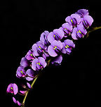 Australian purple coral pea Hardenbergia is a small genus of three species, the most common and best known of which is Hardenbergia violacea.                              This is a widespread species occurring here in New South Wales, also Queensland, Victoria, Tasmania and South Australia. Occurs in a variety of habitats, usually in open forest/woodland and sometimes in heath. <br />
<br />
Presenting as a climbing plant whose branches twist around the stems of other plants but it rarely covers other plants so extensively as to cause damage. The leaves are dark, flat, glossy green and lanceolate, 75 to 100 mm in length. The flowers, which appear in late winter and spring, are usually violet in colour but pink, white and other colours are sometimes found. The flowers are the typical 'pea' shape seen in plants within family Fabaceae.  <br />
<br />
Each tiny flower measures just 7 mm in diameter. Photographed in natural setting. <br />
<br />
https://www.jungledragon.com/image/119801/australian_purple_coral_pea.html<br />
<br />
 Australia,Fabales,Faboideae,Flora,Geotagged,Happy Wanderer,Hardenbergia violacea,Purple Flowers,Winter,botany,false sarsaparilla,macro,native lilac,new south wales,purple coral pea,waraburra