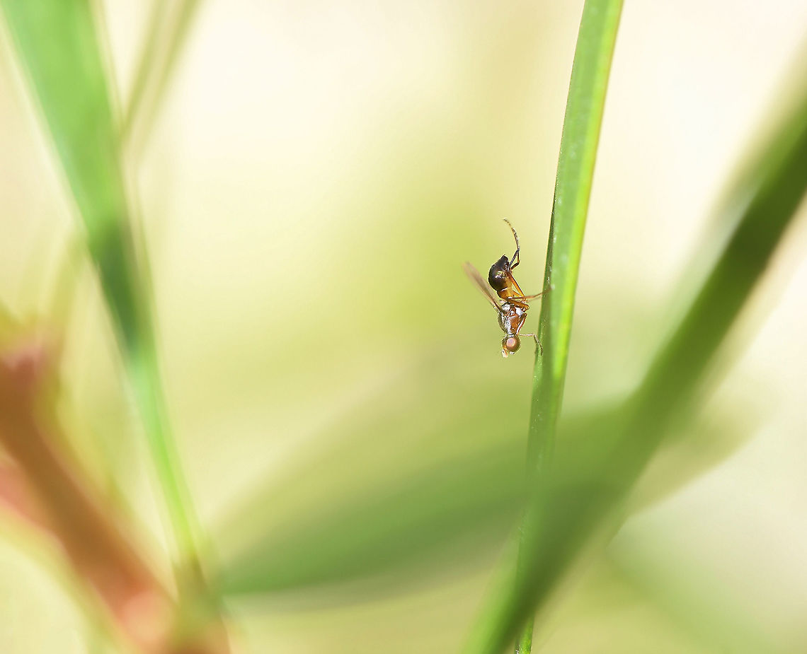 Sepsid scavenger fly Sepsids are slender, tiny flies that resemble minute, winged ants. They are usually black in colour, sometimes lustrous, and sometimes with silvery hairs on the thorax as here. <br />
<br />
5 mm length<br />
<br />
 Australia,Diptera,Fall,Geotagged,Macro,Sepsidae,arthropod,autumn,fauna,insect,invertebrate,new south wales,scavenger fly