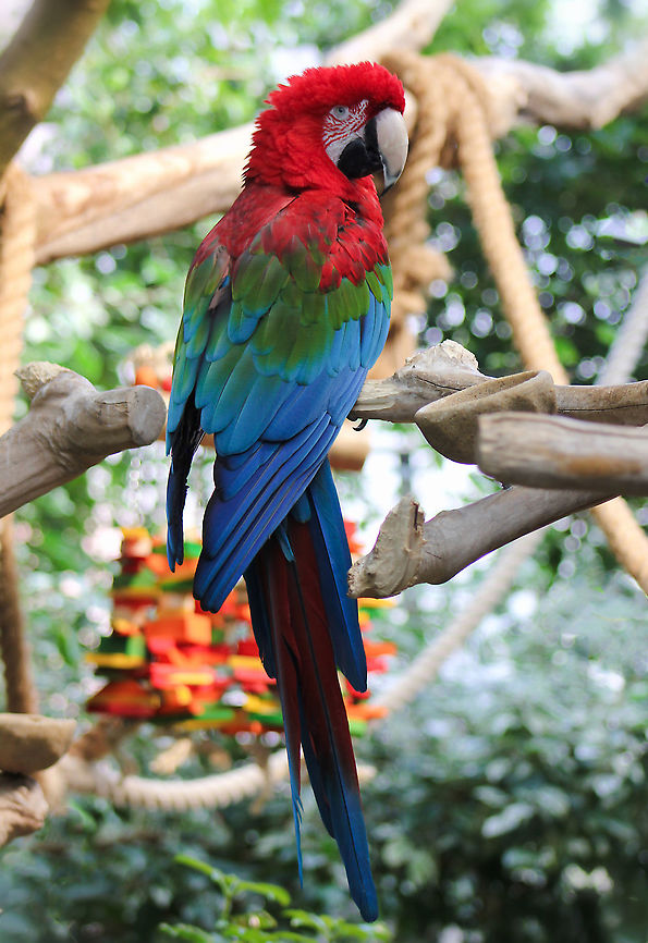 Green-winged macaw Seen at the National Aviary, Pittsburgh. What a breathtaking colour palette on this green-winged macaw. <br />
<br />
95 cm length Ara chloropterus,Aves,Geotagged,Psittacidae,Psittaciformes,Red-and-green macaw,United States,Winter,bird,fauna,green-winged macaw,parrot,red and green macaw,vertebrate
