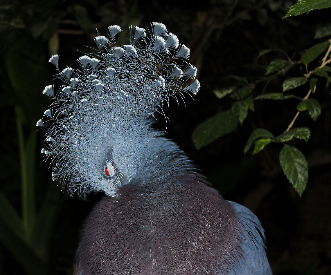 Victoria crowned pigeon preening Seen at the National Aviary, Pittsburgh, PA. This stunning pigeon is a native to the New Guinea region.<br />
<br />
70 cm in length<br />
<br />
<figure class="photo"><a href="https://www.jungledragon.com/image/71339/victoria_crowned_pigeon_portrait.html" title="Victoria crowned pigeon portrait"><img src="https://s3.amazonaws.com/media.jungledragon.com/images/3314/71339_thumb.jpg?AWSAccessKeyId=05GMT0V3GWVNE7GGM1R2&Expires=1759968010&Signature=m2kA1t8mHQZN1PnZVVLPL%2FREjEs%3D" width="200" height="190" alt="Victoria crowned pigeon portrait Seen at The National Aviary, Pittsburgh, PA. This stunning pigeon is a native to the New Guinea region.<br />
<br />
70 cm in length<br />
<br />
https://www.jungledragon.com/image/119541/victoria_crowned_pigeon_preening.html Aves,Columbidae,Columbiformes,Geotagged,Goura victoria,United States,Victoria Crowned Pigeon,bird,fauna,vertebrate" /></a></figure> Aves,Columbidae,Columbiformes,Geotagged,Goura victoria,United States,Victoria Crowned Pigeon,fauna,pennsylvania,vertebrate,victoria crowned pigeon