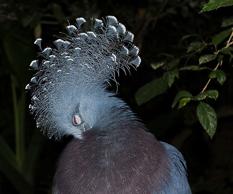 Victoria crowned pigeon preening Seen at the National Aviary, Pittsburgh, PA. This stunning pigeon is a native to the New Guinea region.

70 cm in length

https://www.jungledragon.com/image/71339/victoria_crowned_pigeon_portrait.html Aves,Columbidae,Columbiformes,Geotagged,Goura victoria,United States,Victoria Crowned Pigeon,fauna,pennsylvania,vertebrate,victoria crowned pigeon