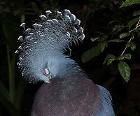 Victoria crowned pigeon preening Seen at the National Aviary, Pittsburgh, PA. This stunning pigeon is a native to the New Guinea region.<br />
<br />
70 cm in length<br />
<br />
https://www.jungledragon.com/image/71339/victoria_crowned_pigeon_portrait.html Aves,Columbidae,Columbiformes,Geotagged,Goura victoria,United States,Victoria Crowned Pigeon,fauna,pennsylvania,vertebrate,victoria crowned pigeon