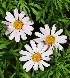 Early spring Argyranthemum The genus Argyranthemum includes 23 species of subshrubs native to the Canary Islands and Madeira, being found in a variety of habits. They resemble chrysanthemums and are often offered as such. The leaves are finely dissected or lobed; and in some species, are bluish green. The daisy-like flowers are borne in loose corymbs and can be single, anemone-centered, or double. Colours range from white to pink, yellow, and apricot. Argyranthemum bloom profusely from spring to early autumn.

This is an Argyranthemum hybrid called 'single pink'. Flowers 40 mm diameter.  Argyranthemum,Asteraceae,Asterales,Australia,Flora,Geotagged,Winter,botany,macro,marguerite daisy,new south wales