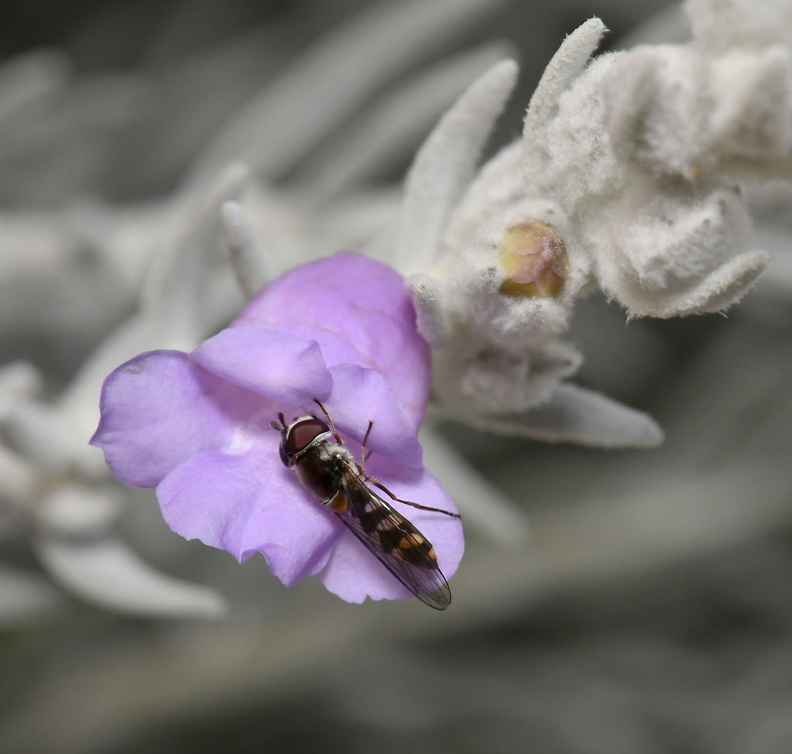 Syrphid hoverfly Seen here on native Eremophila nivea. <br />
<br />
Around 7 mm body length Australia,Diptera,Eremophila nivea,Geotagged,Syrphidae,Winter,arthropod,fauna,flower fly,hoverfly,insect,invertebrate,new south wales,syrphid fly
