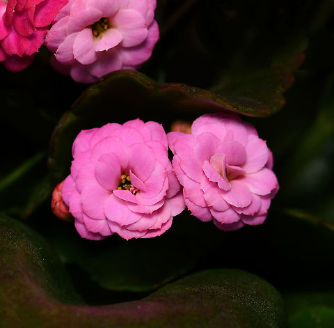 Kalanchoe blossfeldiana With origins in Madagascar, these are small succulent plants with deep green leaves and brightly coloured flowers. There are around 120 species in the Kalanchoe genus, with many cultivars. 

These flowers are 10 mm diameter.  Australia,Crassulaceae,Flaming Katy,Geotagged,Kalanchoe blossfeldiana,Madagascar widow's-thrill,Saxifragales,Winter,botany,flaming Katy,flora,new south wales,pink flowers