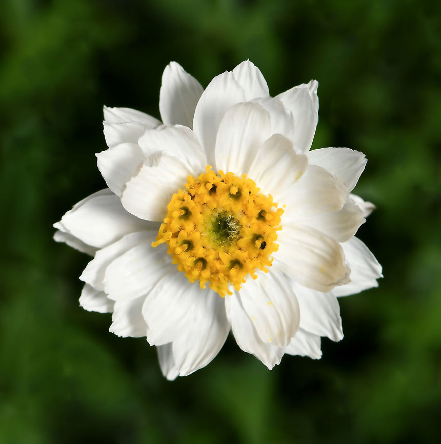 Australian chamomile sunray Rhodanthe anthemoides, commonly known as chamomile sunray, is a small compact native Australian plant with abundant white flowers and dark green foliage growing to between 15 and 30 cm tall. It is found widespread in the eastern parts of this country from Queensland, down through New South Wales, Victoria and Tasmania. <br />
<br />
Rose-pink buds form during winter and stay dormant, opening in early spring to summer.  A central cluster of pale yellow flowers is surrounded by petal-like white, papery bracts.<br />
<br />
Flowers 10 mm diameter Asteraceae,Asterales,Australia,Chamomile Sunray,Flora,Geotagged,Rhodanthe anthemoides,Winter,botany,chamomile sunray,macro,new south wales,white flower