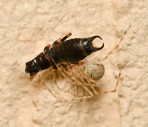 Theradid spider with earwig prey Cryptachaea gigantipes is a native species, common across south-east Australia, within family Theridiidae, same as our famous redbacks. (However, these do not carry venom medically significant to humans as redbacks do). Natural habitat for this species is under rock overhangs and inside caves...and now also under eaves, in porches and inside our houses. 

Female 6 mm body length Araneae,Australia,Cryptachaea gigantipes,Geotagged,Theridiidae,White Porch Spider,Winter,arachnid,arthropod,fauna,hunter,invertebrate,macro,new south wales