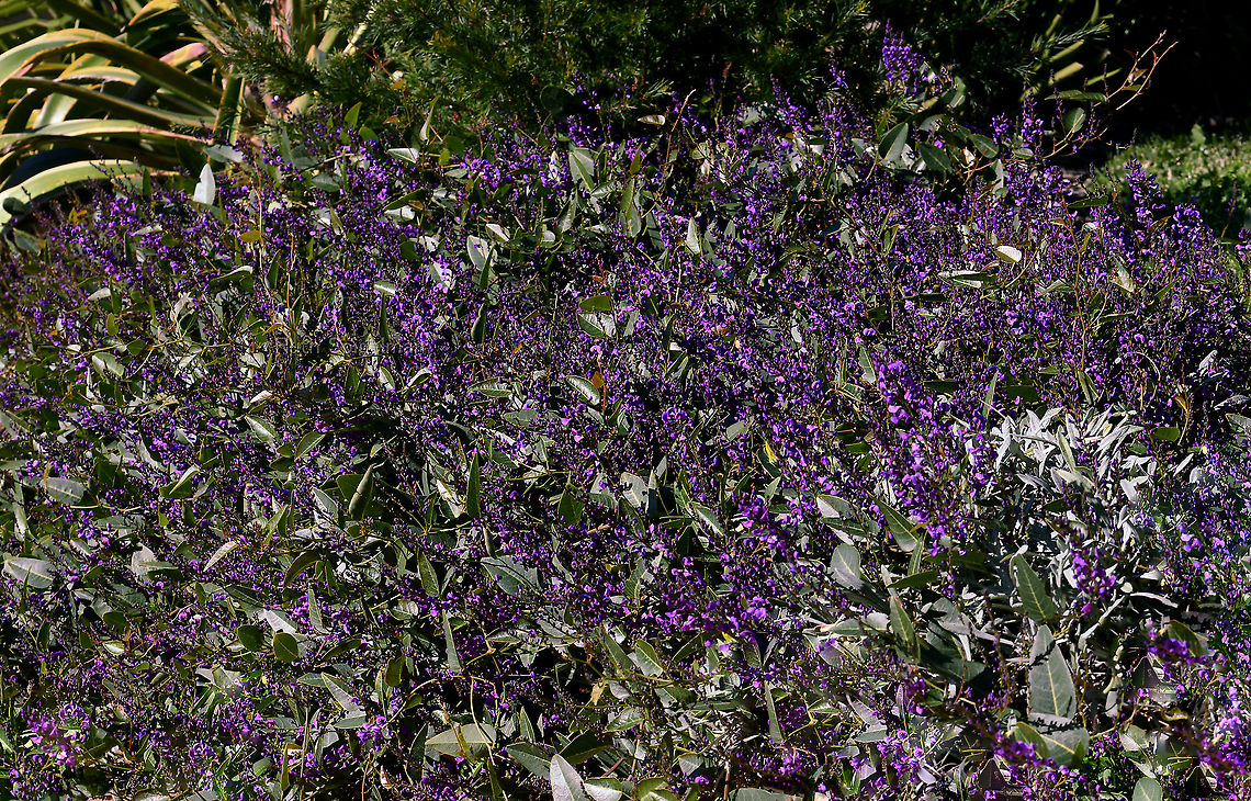 Australian purple coral pea Hardenbergia is a small genus of three species, the most common and best known of which is Hardenbergia violacea. This is a widespread species occurring here in New South Wales, also Queensland, Victoria, Tasmania and South Australia. Occurs in a variety of habitats, usually in open forest/woodland and sometimes in heath.<br />
<br />
Presenting as a climbing plant whose branches twist around the stems of other plants but it rarely covers other plants so extensively as to cause damage. The leaves are dark, flat, glossy green and lanceolate, 75 to 100 mm in length. The flowers, which appear in late winter and spring, are usually violet in colour but pink, white and other colours are sometimes found. The flowers are the typical &#039;pea&#039; shape seen in plants within family Faboideae.<br />
<br />
Each tiny flower measures just 7 mm in diameter. <br />
<br />
<figure class="photo"><a href="https://www.jungledragon.com/image/119326/australian_purple_coral_pea.html" title="Australian purple coral pea"><img src="https://s3.amazonaws.com/media.jungledragon.com/images/3314/119326_thumb.jpg?AWSAccessKeyId=05GMT0V3GWVNE7GGM1R2&Expires=1759968010&Signature=B5XCrwJjravjmHAEVvgkkzKLRA4%3D" width="146" height="152" alt="Australian purple coral pea Hardenbergia is a small genus of three species, the most common and best known of which is Hardenbergia violacea.                              This is a widespread species occurring here in New South Wales, also Queensland, Victoria, Tasmania and South Australia. Occurs in a variety of habitats, usually in open forest/woodland and sometimes in heath. <br />
<br />
Presenting as a climbing plant whose branches twist around the stems of other plants but it rarely covers other plants so extensively as to cause damage. The leaves are dark, flat, glossy green and lanceolate, 75 to 100 mm in length. The flowers, which appear in late winter and spring, are usually violet in colour but pink, white and other colours are sometimes found. The flowers are the typical &#039;pea&#039; shape seen in plants within family Fabaceae.  <br />
<br />
Each tiny flower measures just 7 mm in diameter. Photographed in natural setting. <br />
<br />
https://www.jungledragon.com/image/119801/australian_purple_coral_pea.html<br />
<br />
 Australia,Fabales,Faboideae,Flora,Geotagged,Happy Wanderer,Hardenbergia violacea,Purple Flowers,Winter,botany,false sarsaparilla,macro,native lilac,new south wales,purple coral pea,waraburra" /></a></figure> Australia,Fabales,Faboideae,Flora,Geotagged,Happy Wanderer,Hardenbergia violacea,Winter,botany,false sarsaparilla,macro,native lilac,new south wales,purple coral pea,purple flowers,waraburra,winter