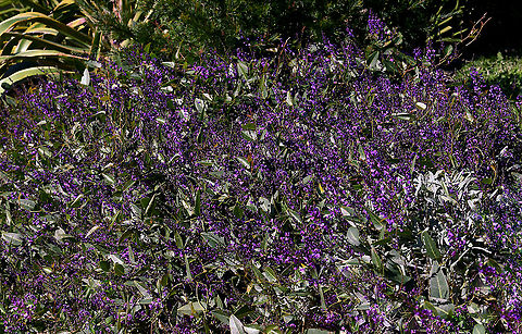 Australian purple coral pea Hardenbergia is a small genus of three species, the most common and best known of which is Hardenbergia violacea. This is a widespread species occurring here in New South Wales, also Queensland, Victoria, Tasmania and South Australia. Occurs in a variety of habitats, usually in open forest/woodland and sometimes in heath.

Presenting as a climbing plant whose branches twist around the stems of other plants but it rarely covers other plants so extensively as to cause damage. The leaves are dark, flat, glossy green and lanceolate, 75 to 100 mm in length. The flowers, which appear in late winter and spring, are usually violet in colour but pink, white and other colours are sometimes found. The flowers are the typical 'pea' shape seen in plants within family Faboideae.

Each tiny flower measures just 7 mm in diameter. 

https://www.jungledragon.com/image/119326/purple_coral_pea.html Australia,Fabales,Faboideae,Flora,Geotagged,Happy Wanderer,Hardenbergia violacea,Winter,botany,false sarsaparilla,macro,native lilac,new south wales,purple coral pea,purple flowers,waraburra,winter