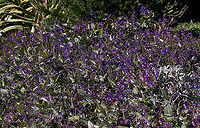 Australian purple coral pea Hardenbergia is a small genus of three species, the most common and best known of which is Hardenbergia violacea. This is a widespread species occurring here in New South Wales, also Queensland, Victoria, Tasmania and South Australia. Occurs in a variety of habitats, usually in open forest/woodland and sometimes in heath.<br />
<br />
Presenting as a climbing plant whose branches twist around the stems of other plants but it rarely covers other plants so extensively as to cause damage. The leaves are dark, flat, glossy green and lanceolate, 75 to 100 mm in length. The flowers, which appear in late winter and spring, are usually violet in colour but pink, white and other colours are sometimes found. The flowers are the typical 'pea' shape seen in plants within family Faboideae.<br />
<br />
Each tiny flower measures just 7 mm in diameter. <br />
<br />
https://www.jungledragon.com/image/119326/purple_coral_pea.html Australia,Fabales,Faboideae,Flora,Geotagged,Happy Wanderer,Hardenbergia violacea,Winter,botany,false sarsaparilla,macro,native lilac,new south wales,purple coral pea,purple flowers,waraburra,winter