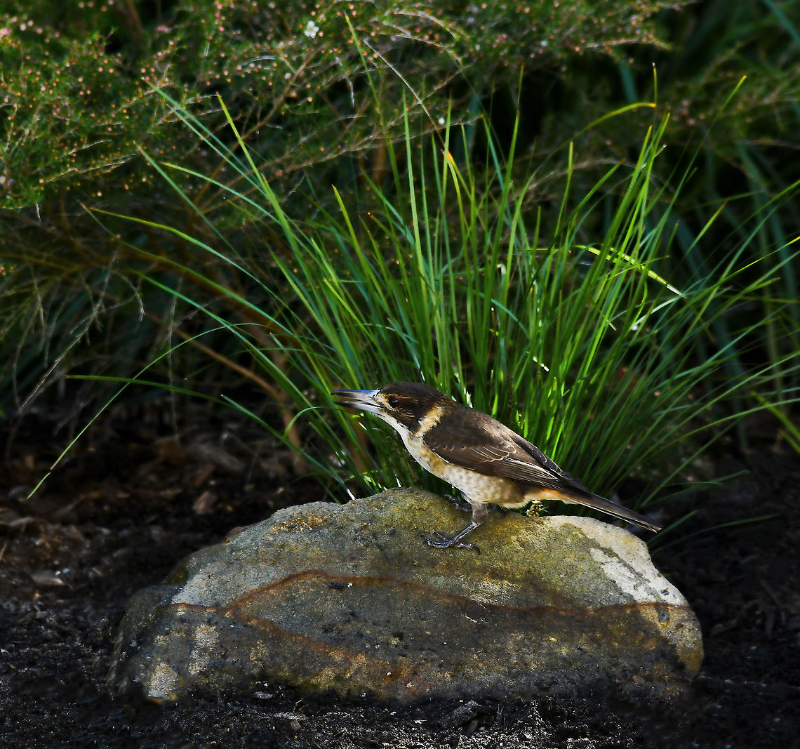 Butcherbird serenade A juvenile grey butcherbird has decided this rock in the pond area I'm building is a great song post. He/she has visited it many times a day over this past week and stands there warbling away. The song is so beautiful and varied, it's a joy to hear. To me, it's another sound synonymous and strongly connected with life here in Australia. <br />
<br />
They also hunt by sitting on open perches. Once prey is sighted, they pounce, so perhaps this rock is also offering a good base from which to hunt small animals, such as lizards. <br />
<br />
25 cm length<br />
<br />
Link to the song....<br />
<section class="video"><iframe width="448" height="282" src="https://www.youtube-nocookie.com/embed/ZfCm3eQQC94?hd=1&autoplay=0&rel=0" frameborder="0" allowfullscreen></iframe></section> Artamidae,Australia,Aves,Cracticus torquatus,Geotagged,Grey Butcherbird,Passeriformes,Winter,fauna,new south wales,vertebrate