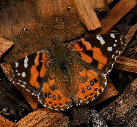 Australian painted lady First butterfly spotting of spring today! Larvae feed on a number of herbaceous plants within family Asteraceae including the native strawflowers, yellow buttons, rice flower and sun rays. Also found on introduced lavender and scotch thistle. 

50 mm wingspan. 


 Australia,Australian painted lady,Geotagged,Lepidoptera,Nymphalidae,Vanessa kershawi,Winter,arthropod,fauna,insect,invertebrate,macro,new south wales