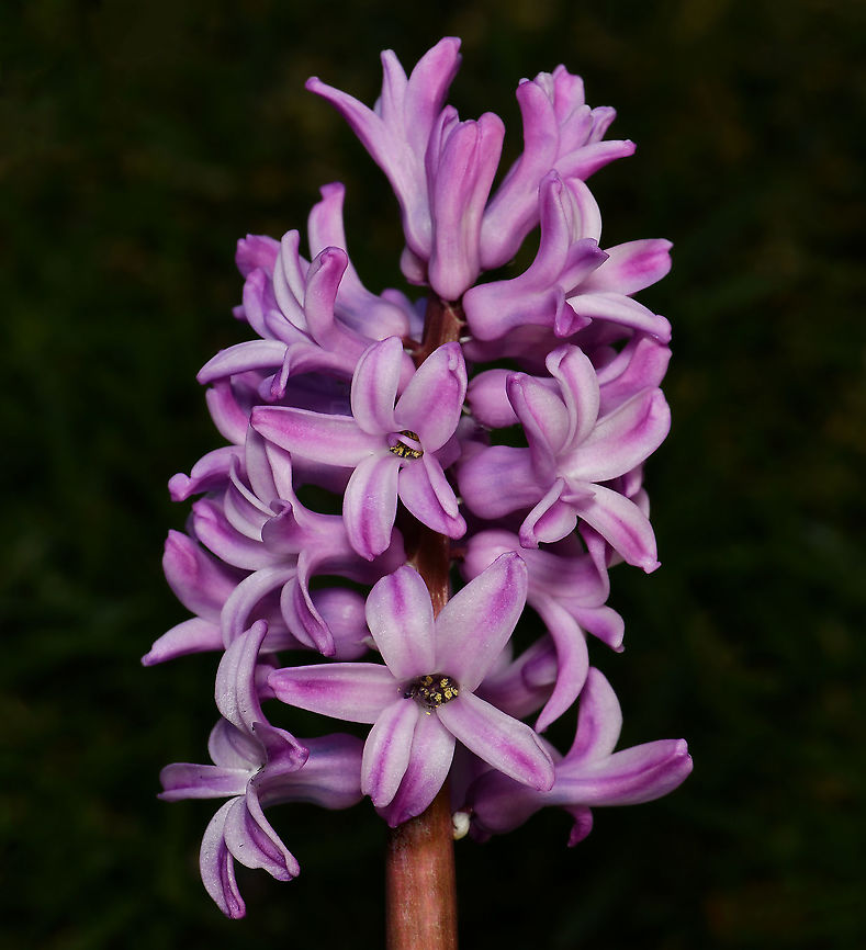 Hyacinthus orientalis Hyacinthus orientalis are spring flowering bulbous perennials that produce the most wonderful fragrance. Hyacinthus have erect narrow glossy green strap like foliage and a central flower spike which is a mass of tubular style flowers all along the stem.<br />
<br />
As I live in a warm, temperate location with no frosts, during the winter months I keep the bulbs in the fridge for two months prior to planting to stimulate the chilling period. <br />
<br />
Flower spike 12 cm<br />
<br />
This is a cultivar, the natural form in the wild is taller and the flowers are more widely spaced on the spike.  Asparagaceae,Asparagales,Australia,Common hyacinth,Flora,Geotagged,Hyacinthus orientalis,Winter,botany,macro,new south wales,purple flower