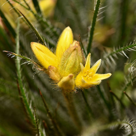 Australian bristly cottonhead This plant is native to this country and its natural range is the south-west province of Western Australia. It is a rhizomatous perennial, growing to around 5 to 35 cm high.

Here we see the flower buds opening and below, fully closed. 

https://www.jungledragon.com/image/116738/bristly_cottonhead.html Australia,Bristly Cottonhead,Commelinales,Conostylis setigera,Flora,Geotagged,Haemodoraceae,Winter,bloodwort family,botany,bristly cottonhead,macro,new south wales,yellow flower