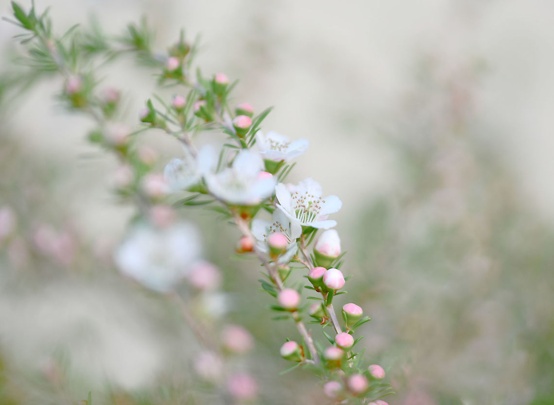 Spring serenade Australian east coast native Leptospermum polygalifolium with its spring time flush of beautiful little flowers.  And with its gracefully weeping aromatic evergreen foliage,  truly a very pretty sight and loved by the bees. <br />
<br />
Each flower just 10 to 15 mm in diameter. <br />
<br />
<figure class="photo"><a href="https://www.jungledragon.com/image/108271/leptospermum_polygalifolium_seed_pods.html" title="Leptospermum polygalifolium seed pods"><img src="https://s3.amazonaws.com/media.jungledragon.com/images/3314/108271_thumb.jpg?AWSAccessKeyId=05GMT0V3GWVNE7GGM1R2&Expires=1767225610&Signature=DHjIRupmqNxTa6bB3N8bDqlcoEw%3D" width="134" height="152" alt="Leptospermum polygalifolium seed pods Quite common on the floor of woodland, forest, heath, and along streams from the south coast of New South Wales up to Cape York in far north Queensland and extending beyond the inland ranges, for a distance of up to 500 km.           <br />
<br />
A shrub growing 2 - 3 m tall. It has very smooth bark and persistent fruits that may remain on the bush until a fire event. Leaves are about 5 - 7 mm long and 1 - 2 mm wide and have a faint eucalyptus aroma.<br />
<br />
Seed pods 10 mm diameter. <br />
<br />
https://www.jungledragon.com/image/86263/soft_whispers_of_spring.html<br />
<br />
 Australia,Flora,Geotagged,Leptospermum polygalifolium,Myrtaceae,Myrtales,Seed pods,Summer,Tantoon,botany,jellybush,macro,new south wales" /></a></figure> Australia,Flora,Geotagged,Leptospermum polygalifolium,Myrtaceae,Myrtales,Tantoon,Winter,botany,jellybush,macro,new south wales,tantoon,white flowers