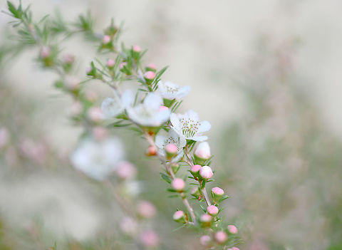 Spring serenade Australian east coast native Leptospermum polygalifolium with its spring time flush of beautiful little flowers.  And with its gracefully weeping aromatic evergreen foliage,  truly a very pretty sight and loved by the bees. 

Each flower just 10 to 15 mm in diameter. 

https://www.jungledragon.com/image/108271/leptospermum_polygalifolium_seed_pods.html Australia,Flora,Geotagged,Leptospermum polygalifolium,Myrtaceae,Myrtales,Tantoon,Winter,botany,jellybush,macro,new south wales,tantoon,white flowers