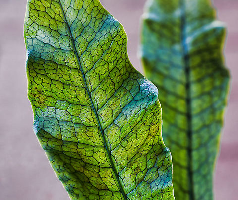 Crocodile fern  Microsorum musifolium is native to this country in the more temperate regions that do not receive frosts. At maturity, crocodile fern reaches heights of 0.6  to 1.5 m with a similar width. The long, leathery and broad leaves feature a very attractive mosaic pattern with veins in black and mid to dark green, resembling crocodile (or some say, snake) skin. 

Microsorum is a genus of around 40 or so ferns and rhizomatous plants with many being epiphytic.

 Australia,Crocodile Fern,Flora,Geotagged,Microsorum musifolium,Polypodiaceae,Polypodiales,Winter,botany,crocodile fern,macro,new south wales