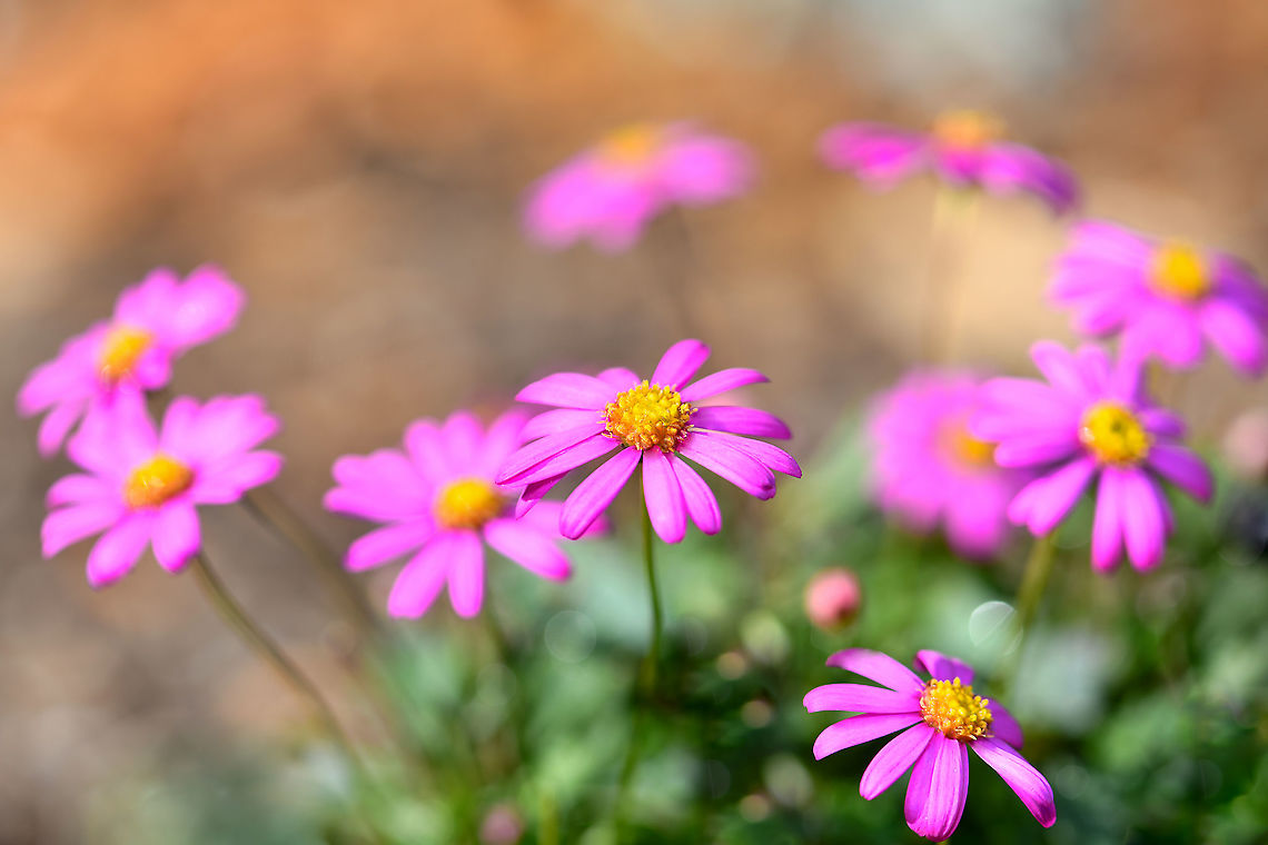 Australian rock daisy Also known as grass daisy. There are around 100 species within genus Brachyscome, almost all of which occur here in Australia.<br />
<br />
Natural range for these pretty little flowers is within open forests from coasts to alpine areas of all our states, but most occur here in the east.  This is a low, spreading perennial plant up to about 25 cm in height. The leaves are linear and up to 5 cm in length. The pink or mauve flower heads are about 15 - 20 mm diameter and occur on thin, leafless stalks. Flowers are seen mainly in spring but flowers can occur sporadically at other times.<br />
<br />
Two botanical varieties are recognised.....var.angustifolia and var.heterophylla. The latter has lobed leaves in contrast to the entire leaves of var.angustifolia.<br />
<br />
This species has been in cultivation for many years and this is 'radiant magenta'. <br />
<br />
 Asteraceae,Asterales,Australia,Brachyscome angustifolia,Flora,Geotagged,Grass Daisy,Winter,botany,macro,new south wales,pink flowers,rock daisy