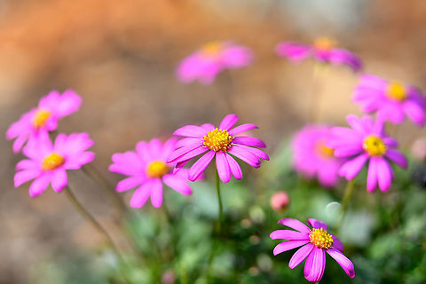 Australian rock daisy Also known as grass daisy. There are around 100 species within genus Brachyscome, almost all of which occur here in Australia.

Natural range for these pretty little flowers is within open forests from coasts to alpine areas of all our states, but most occur here in the east.  This is a low, spreading perennial plant up to about 25 cm in height. The leaves are linear and up to 5 cm in length. The pink or mauve flower heads are about 15 - 20 mm diameter and occur on thin, leafless stalks. Flowers are seen mainly in spring but flowers can occur sporadically at other times.

Two botanical varieties are recognised.....var.angustifolia and var.heterophylla. The latter has lobed leaves in contrast to the entire leaves of var.angustifolia.

This species has been in cultivation for many years and this is 'radiant magenta'. 

 Asteraceae,Asterales,Australia,Brachyscome angustifolia,Flora,Geotagged,Grass Daisy,Winter,botany,macro,new south wales,pink flowers,rock daisy