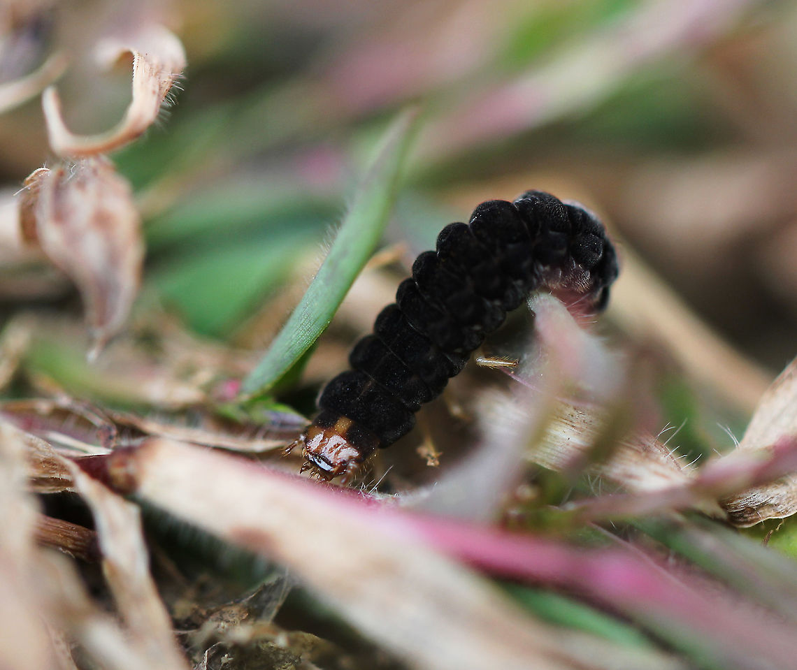 Cantharid beetle larva These soldier beetle larvae were everywhere in the fall. The orange, shiny head is in strong contrast to the black velvet looking body.<br />
<br />
Length around 12 mm.  Cantharidae,Coleoptera,Fall,Geotagged,United States,arthropod,beetle larva,fauna,insect,invertebrate,macro,pennsylvania