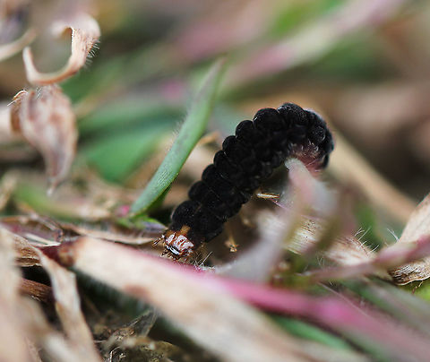 Cantharid beetle larva These soldier beetle larvae were everywhere in the fall. The orange, shiny head is in strong contrast to the black velvet looking body.

Length around 12 mm.  Cantharidae,Coleoptera,Fall,Geotagged,United States,arthropod,beetle larva,fauna,insect,invertebrate,macro,pennsylvania