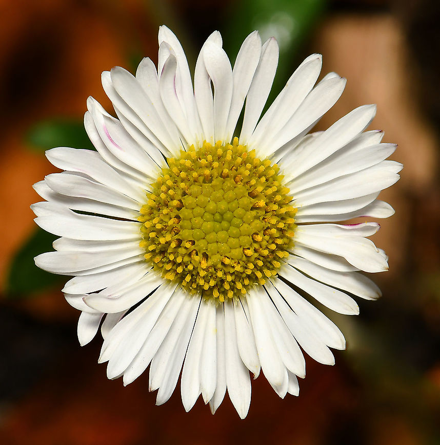 Mexican fleabane macro Native to Mexico and Central America, Erigeron karvinskianus is a sprawling perennial herb growing to 15 cm in height with numerous stems branching from the base. The stems spread horizontally with the ends growing upwards, weakly erect. The leaves have a pleasant smell if crushed. <br />
<br />
The inflorescences are 10 mm in diameter. Petals grow in several rows and are often pale mauve, turning white and becoming pink with age.  Asteraceae,Asterales,Australia,Erigeron karvinskianus,Flora,Geotagged,Karwinsky's fleabane,Mexican fleabane,Winter,bony-tip fleabane,botany,daisy fleabane,macro,new south wales,seaside daisy