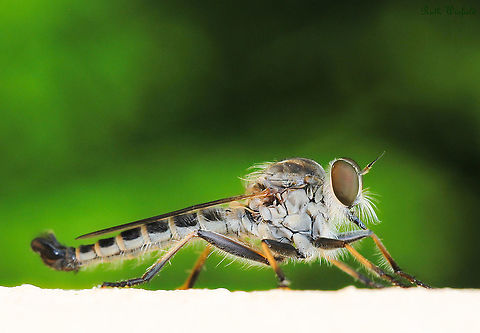 Cerdistus sp. robber fly These skillful and efficient aerial hunters, also known as assassin flies, are a favourite to find and watch.

Medium to large size,  they are active predators of flying insects and will also take web weaving spiders as a meal. Their mouth parts consist of a triangular proboscis  which is inserted into prey and dissolved body juices are then sucked up.

Genus Cerdistus, 3cm length.

NB. image hs been turned for more detail. Fly was head upward on a wall. 

 Asilidae,Australia,Cerdistus,Diptera,Geotagged,Spring,arthropod,assassin fly,fauna,insect,invertebrate,macro,new south wales,robber fly