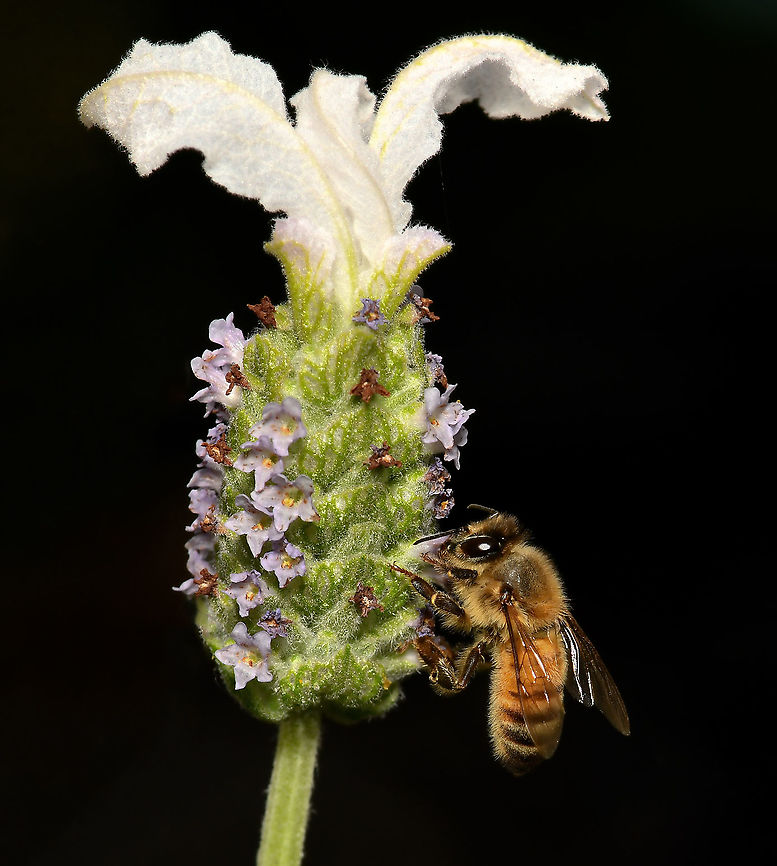 Honey bees loves lavender Best details enlarged. <br />
<br />
Two non-natives, European honey bee on Lavandula pedunculata photographed in situ. <br />
<br />
Bees love lavender because the fragrant plant has both pollen and nectar to feed them. <br />
<br />
 Apis mellifera,Australia,European honey bee,Fauna,Flora,Geotagged,Hymenoptera,Lamiaceae,Lamiales,Lavandula pedunculata,Western honey bee,Winter,arthropod,botany,insect,invertebrate,macro,new south wales
