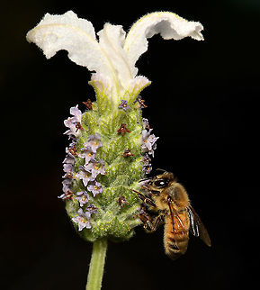 Honey bees loves lavender Best details enlarged. 

Two non-natives, European honey bee on Lavandula pedunculata photographed in situ. 

Bees love lavender because the fragrant plant has both pollen and nectar to feed them. 

 Apis mellifera,Australia,European honey bee,Fauna,Flora,Geotagged,Hymenoptera,Lamiaceae,Lamiales,Lavandula pedunculata,Western honey bee,Winter,arthropod,botany,insect,invertebrate,macro,new south wales