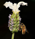 Honey bees loves lavender Best details enlarged. <br />
<br />
Two non-natives, European honey bee on Lavandula pedunculata photographed in situ. <br />
<br />
Bees love lavender because the fragrant plant has both pollen and nectar to feed them. <br />
<br />
 Apis mellifera,Australia,European honey bee,Fauna,Flora,Geotagged,Hymenoptera,Lamiaceae,Lamiales,Lavandula pedunculata,Western honey bee,Winter,arthropod,botany,insect,invertebrate,macro,new south wales