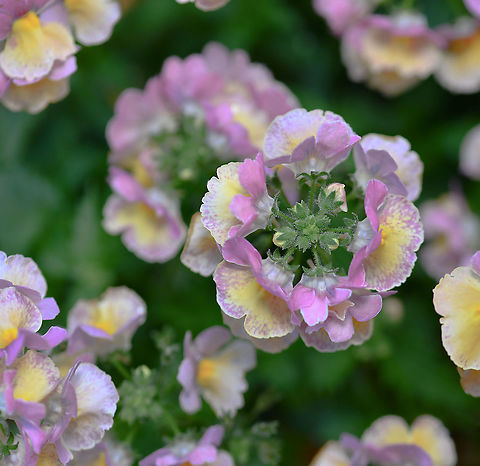 Nemesia caerulea Native to South Africa. Nemesia is a genus of annuals, perennials and shrubs. The flowers are two-lipped, with the upper lip consisting of four lobes and the lower lip two lobes. Each flower 20 x 20 mm.

Pleasantly scented. This view is looking down on the flowerheads. 

https://www.jungledragon.com/image/103356/nemesia_caerulea.html Australia,Flora,Geotagged,Lamiales,Macro,Nemesia  caerulea,Nemesia caerulea,Scrophulariaceae,Winter,botany,figwort,new south wales